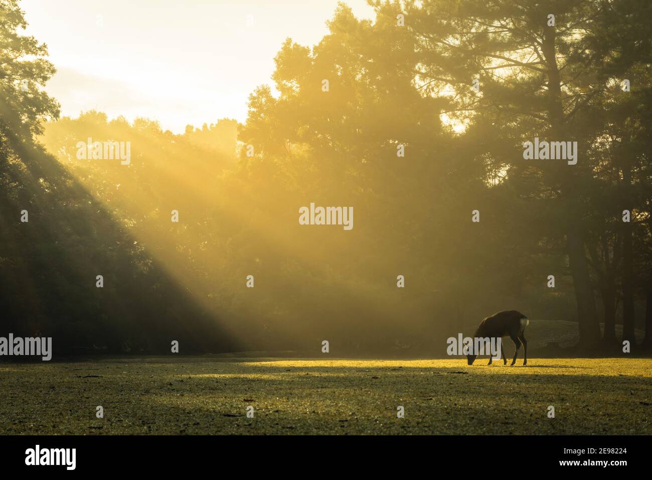 Il famoso capriolo di Nara nel sole nebby autunnale fra gli alberi nel parco di Nara, Giappone. Foto Stock