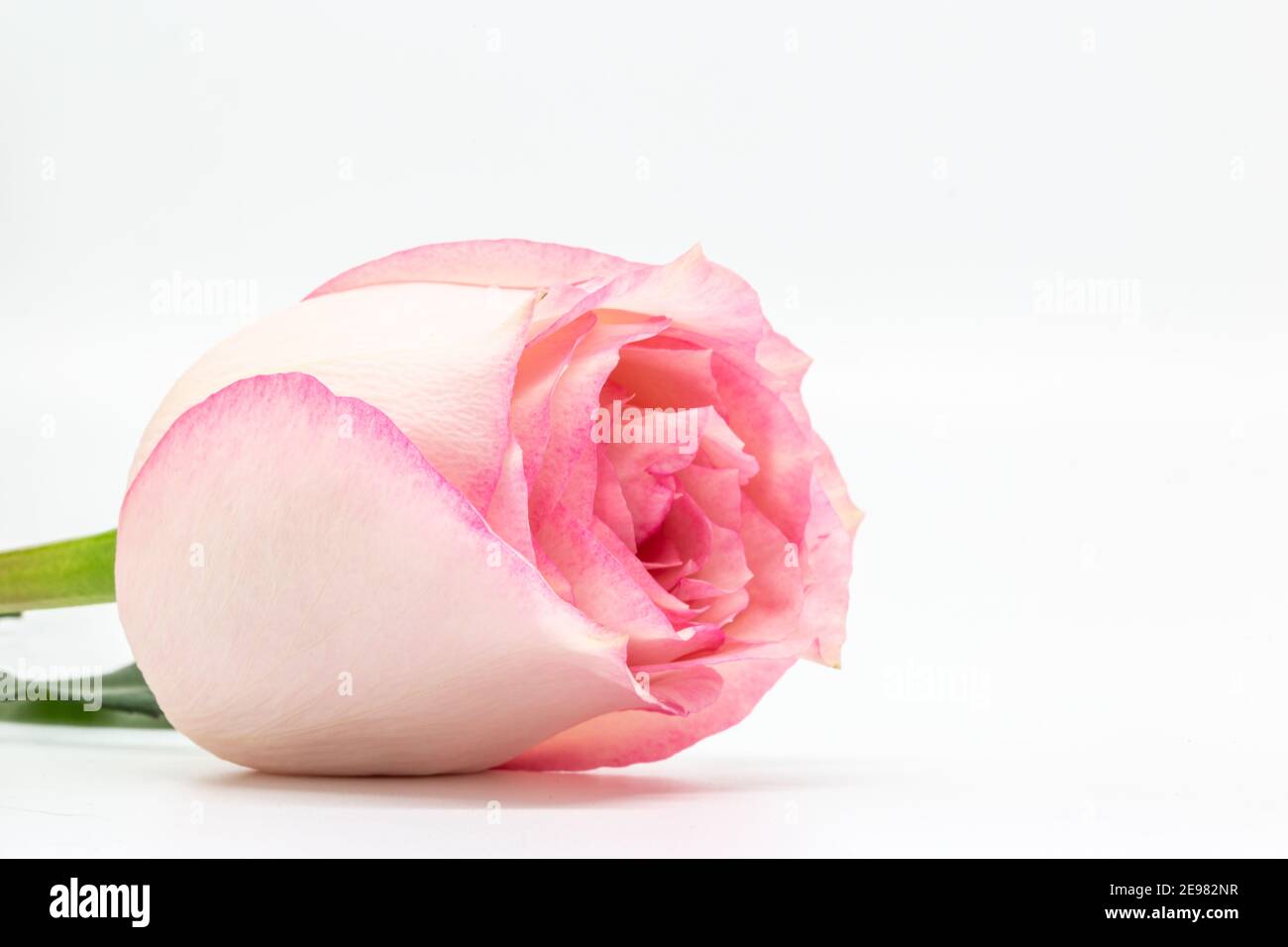 Un primo piano di una delicata rosa isolata contro uno sfondo bianco Foto Stock