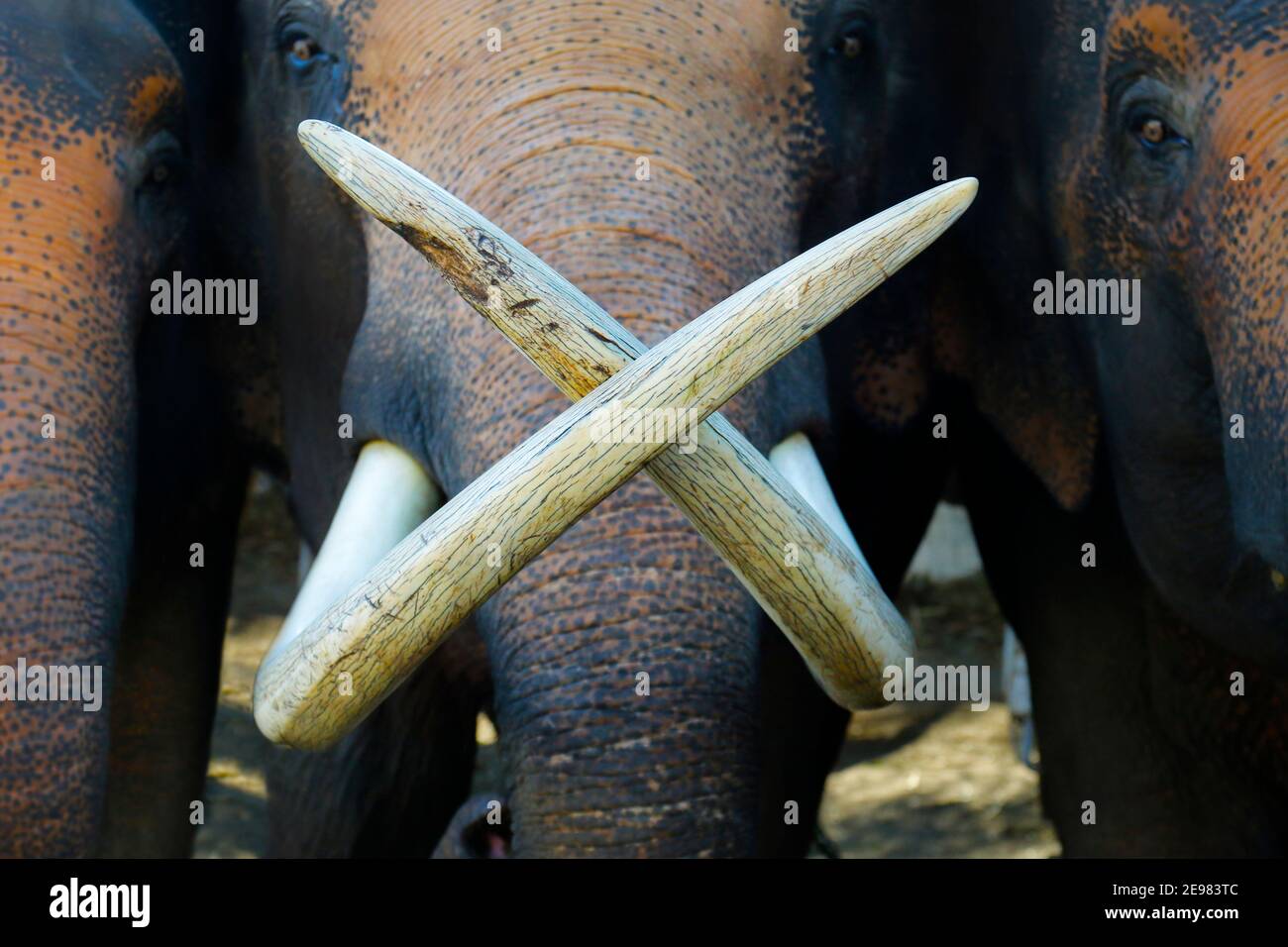 primo piano di avorio tusk e tronco di elefante asiatico Foto Stock