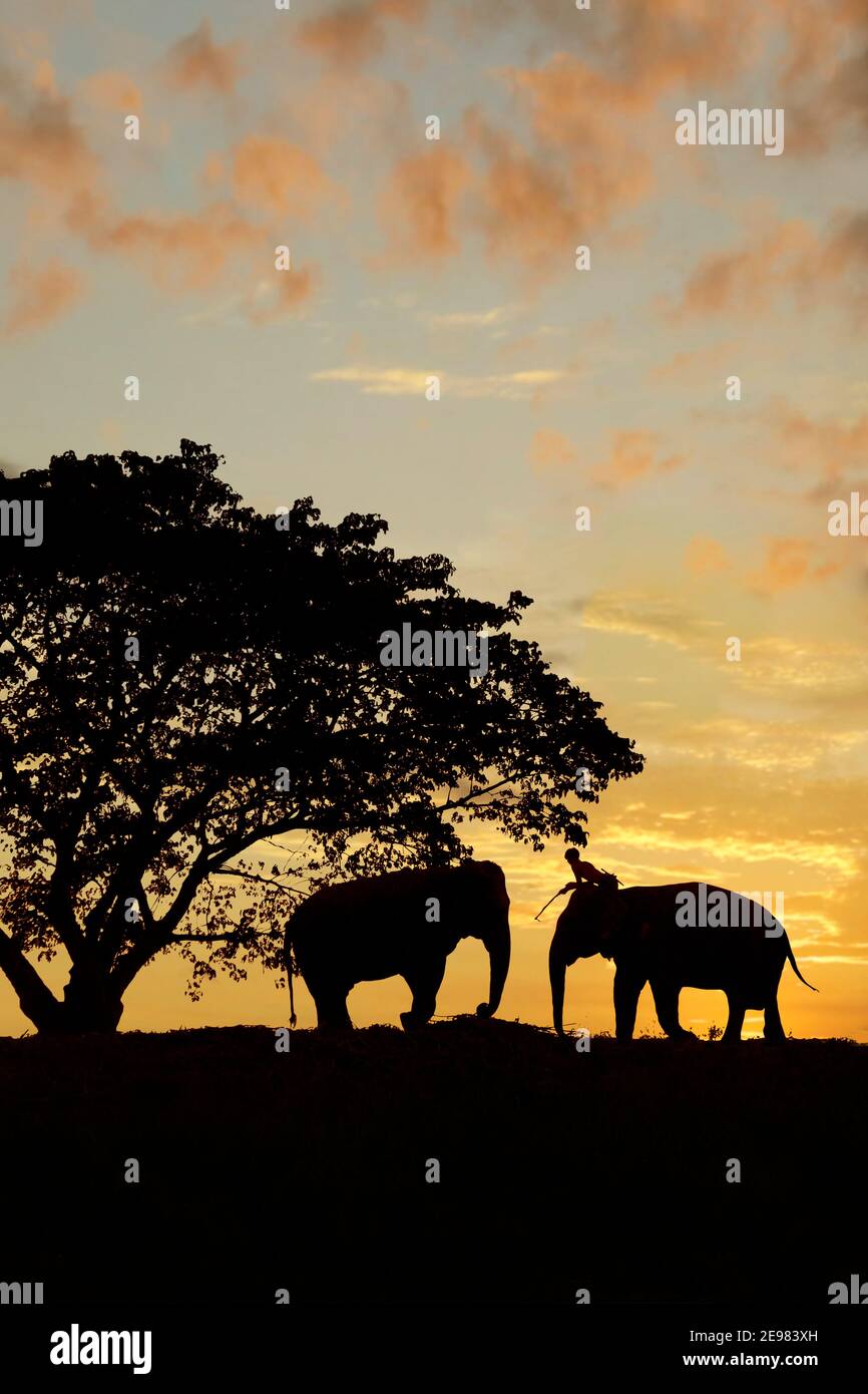 silhouette di 2 elefanti sotto un albero durante il tramonto Foto Stock