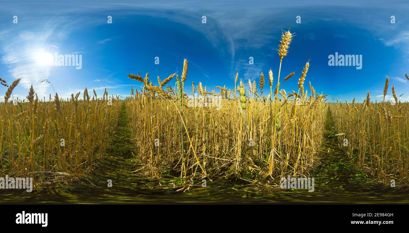 Le orecchie di grano dorato stanno lentamente oscillando nel vicino vento. Vista del campo di grano di maturazione durante il giorno d'estate. Concetto di industria agricola. 360VR. Foto Stock