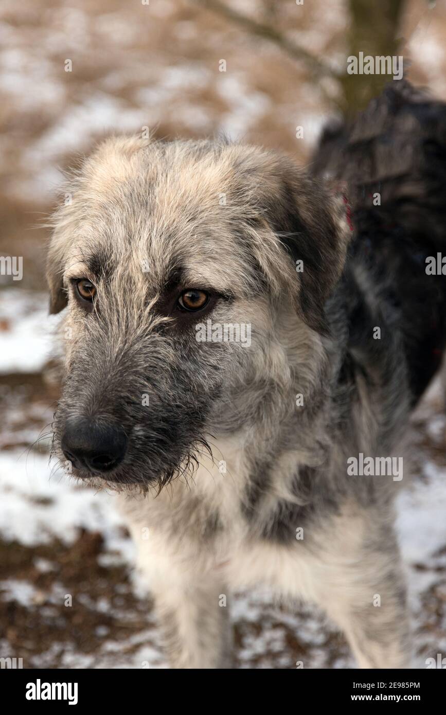 Giovane cane rumeno crossbreed - Ciobanesc Romanesc Carpatin crossbreed Foto Stock