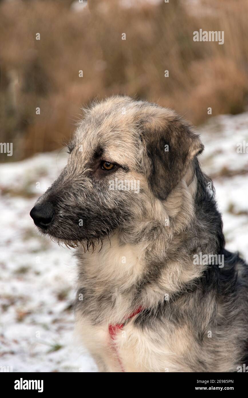 Giovane cane rumeno crossbreed - Ciobanesc Romanesc Carpatin crossbreed Foto Stock