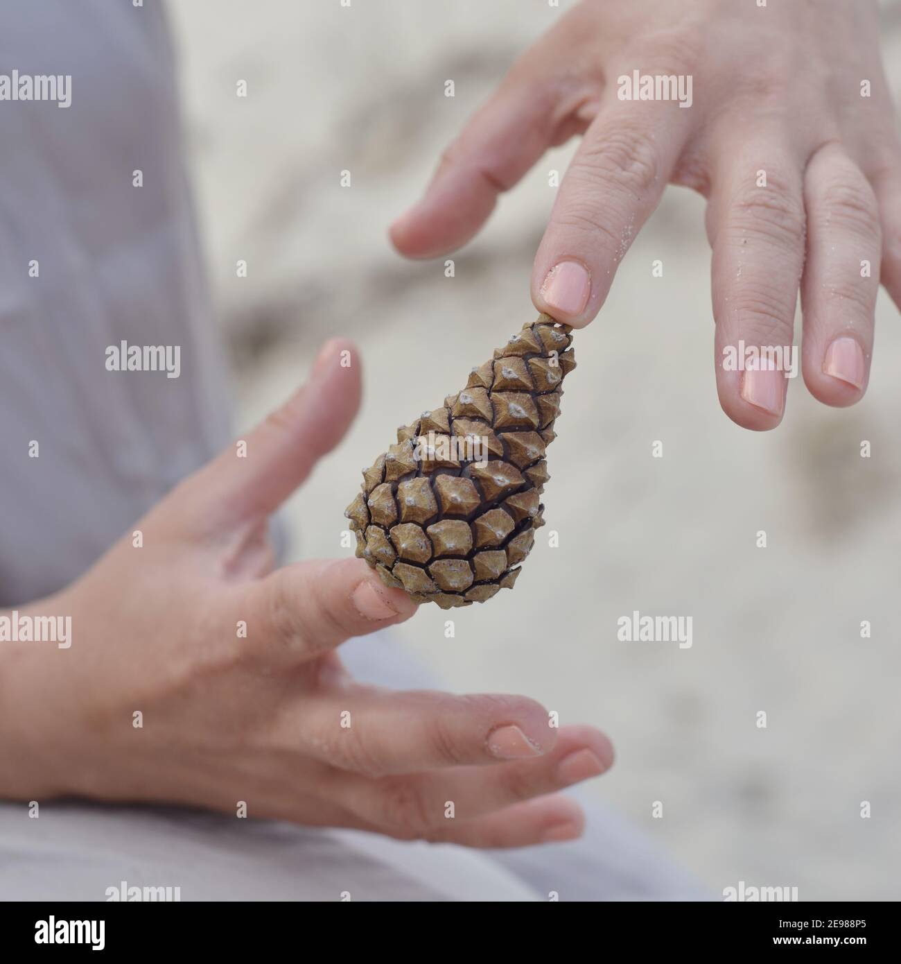 Le mani femminili tengono un cono di pino di forma triangolare Foto Stock