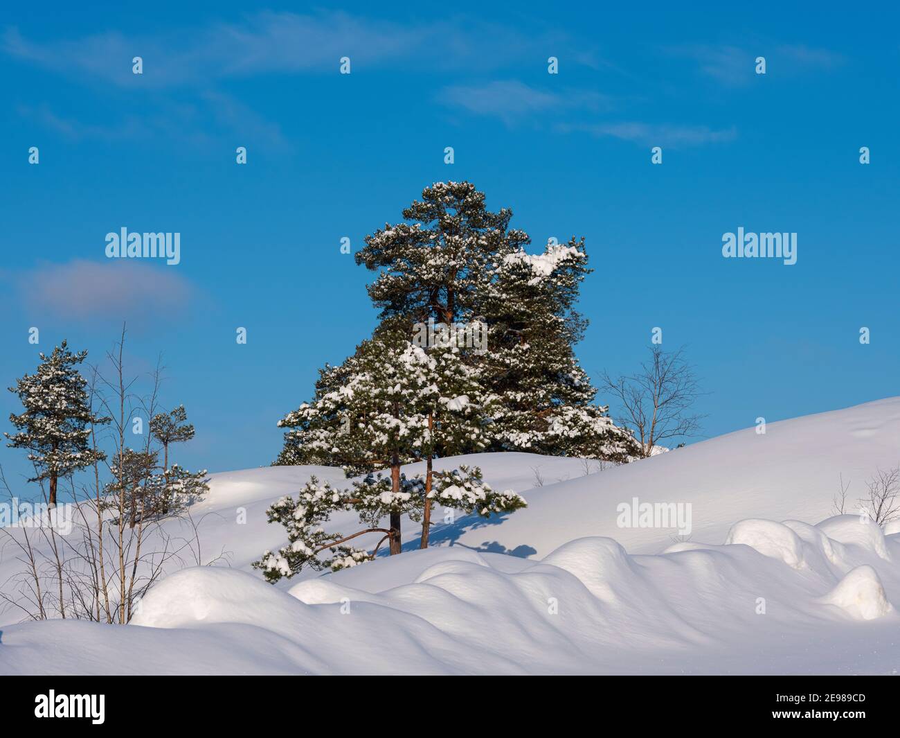 Helsinki / Finlandia - 3 FEBBRAIO 2021: Bella neve e tranquilla scena invernale con le rive innevate e gli alberi di pino intatti Foto Stock