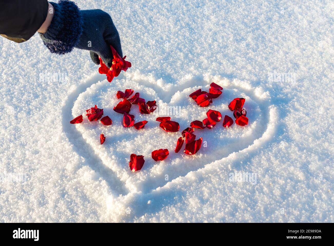 Piatto posa fiori rosa petali su cuore forma neve bianca, donna spruzzare i petali. Cuore-simbolo dell'amore, giorno di San Valentino, 14 febbraio Foto Stock