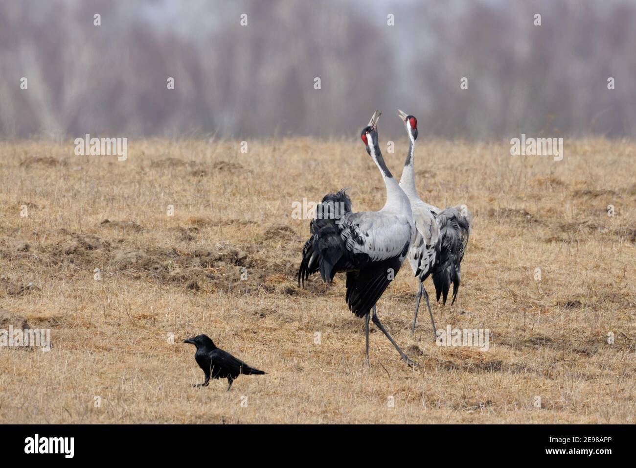 Grus grus (Grus grus) coppia, coppia in bella allevamento vestito corteggiamento, danza, mostra di corteggiamento, fauna selvatica, Europa. Foto Stock