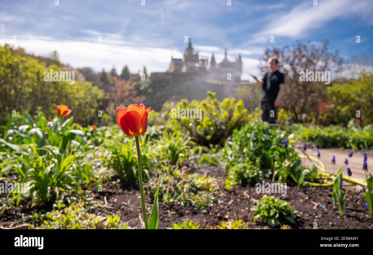 24 aprile 2020 Abbotsford , la casa di Sir Walter Scott, vicino a Melrose, Scottish Borders , Scozia. Immagine mostra Abbotsford giardiniere , Sean Crammond Foto Stock