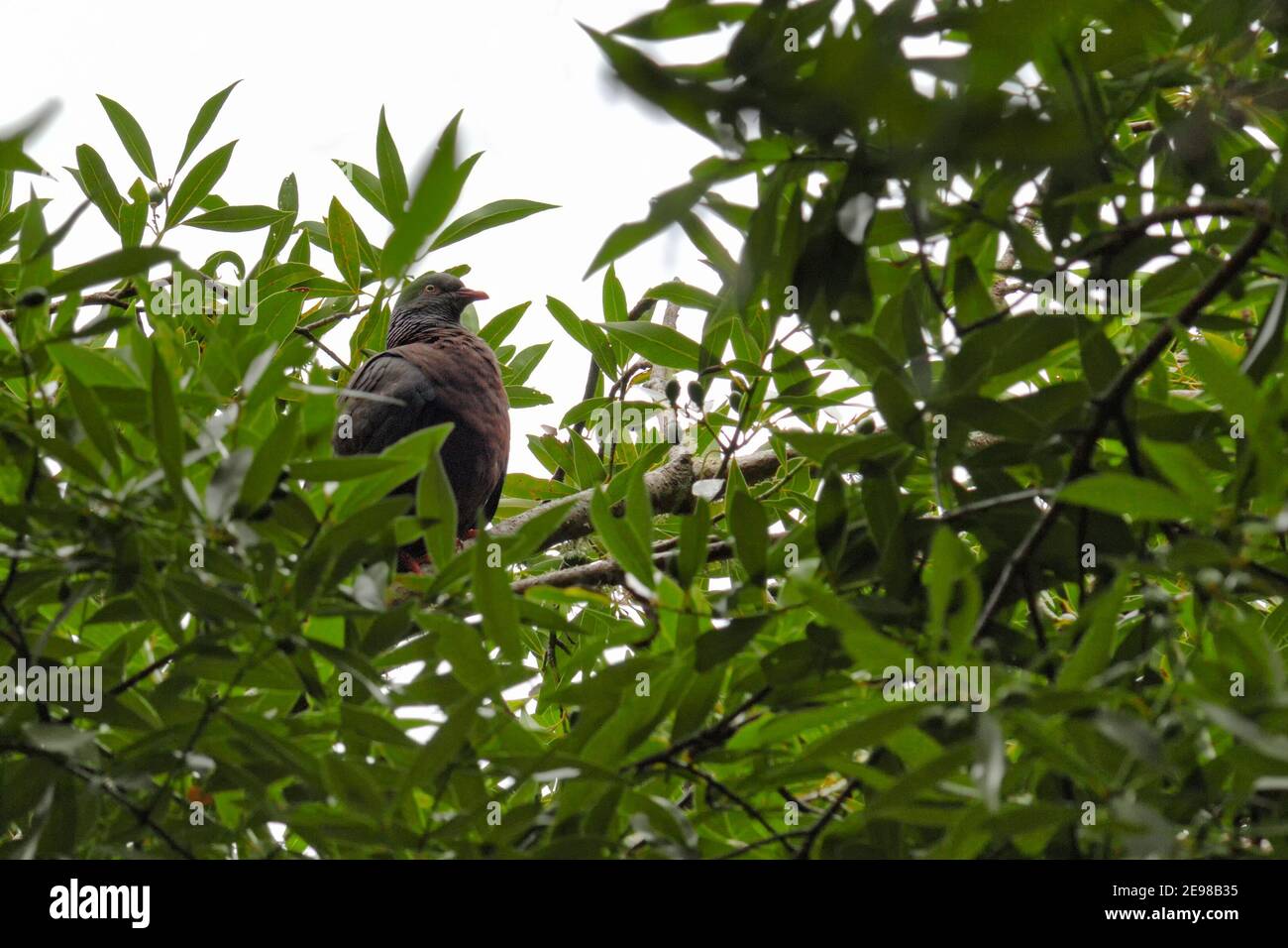 Laurel Pigeon ( Columba junoniae ) che riposa in un albero, la Galga, la Palma, Isole Canarie, Spagna, fauna selvatica, Europa. Foto Stock