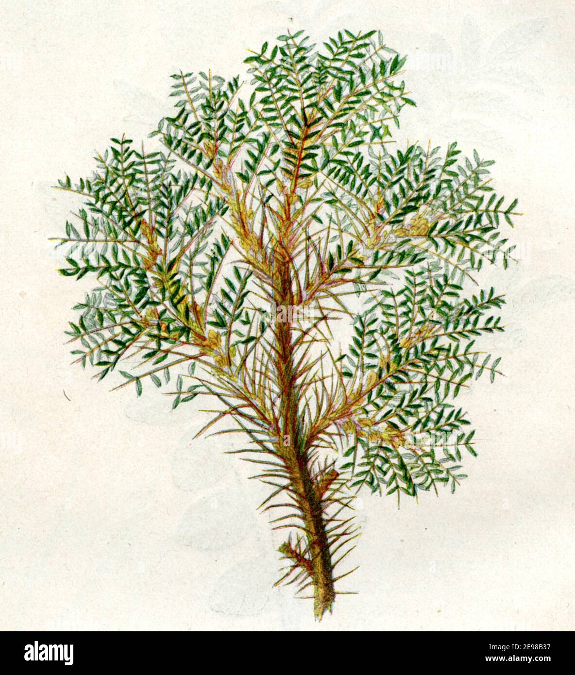 Tragacanth, gomma tragacanth milkvetch / Astragalus gummifer / Astragalus gummifer / libro di botanica, 1900) Foto Stock