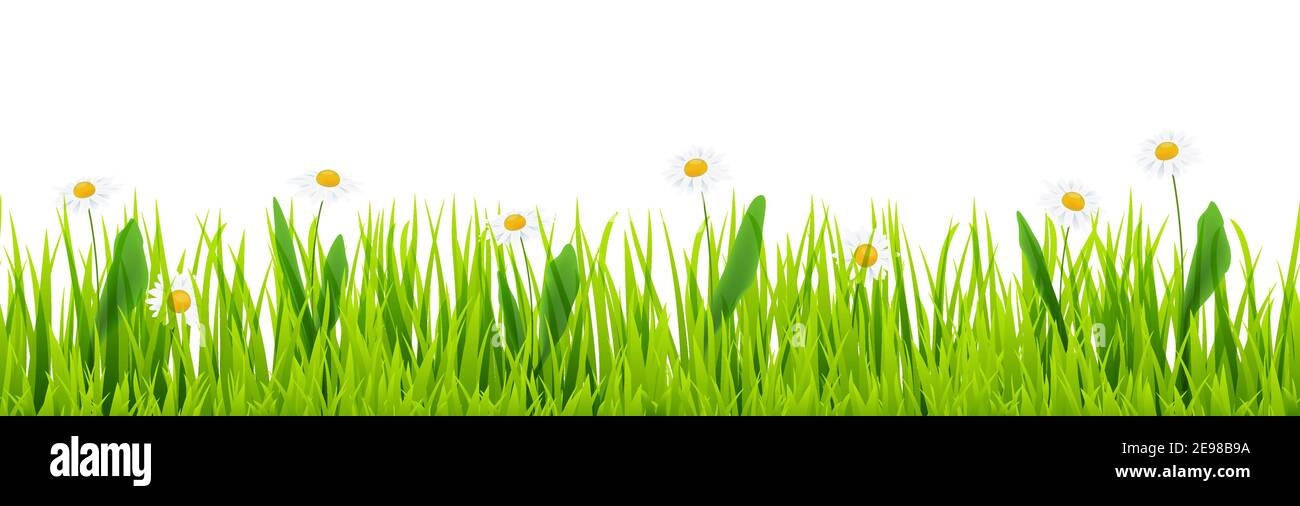 file di template vettoriale eps di sfondo verde panorama senza cuciture erba estiva sul lato inferiore con margherite per progetti estivi o primaverili Illustrazione Vettoriale