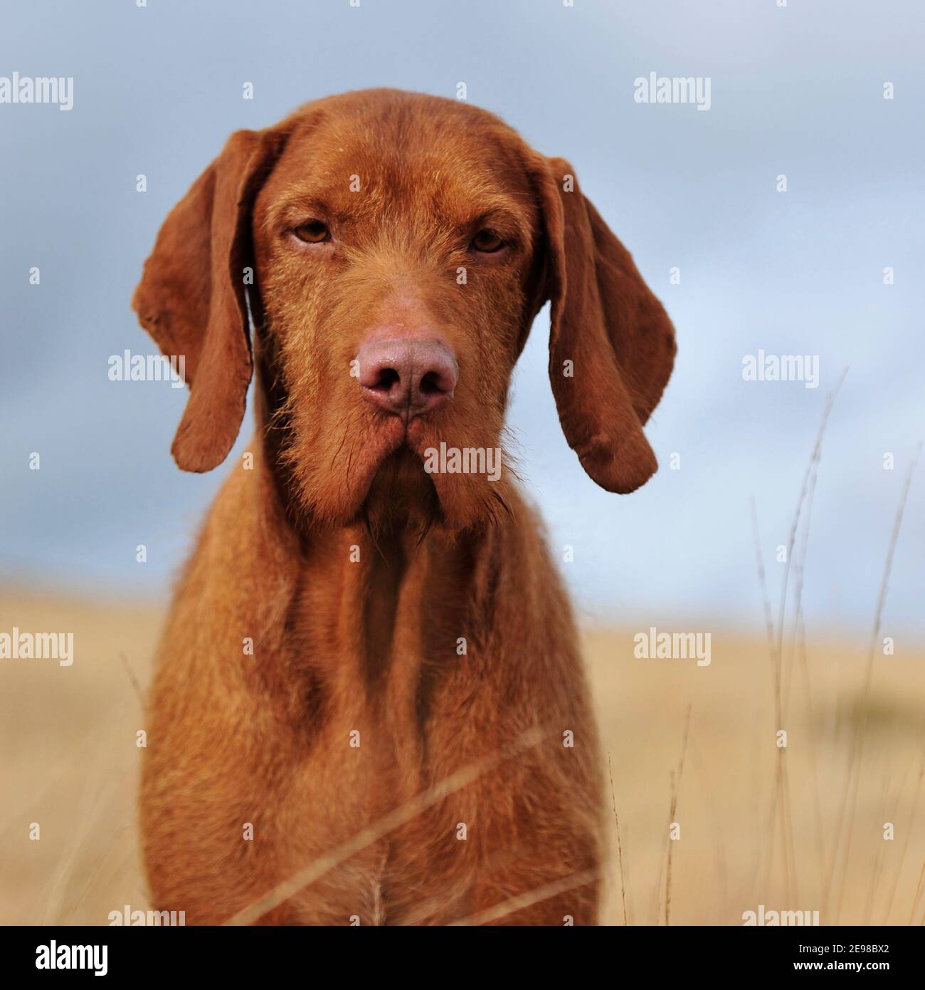 Cane ungherese di Vizsla con capelli lirati Foto Stock