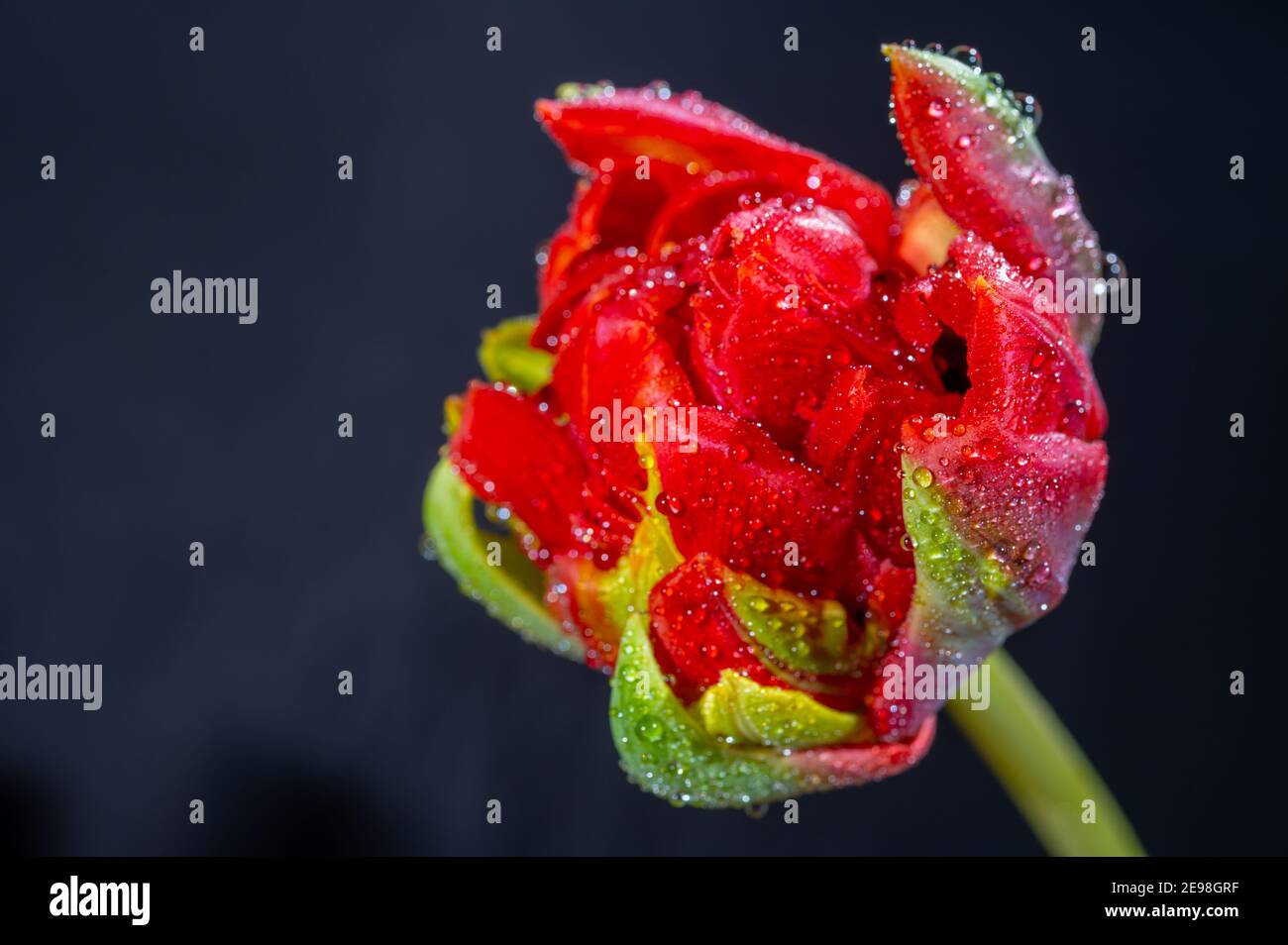 Grande rosso doppio fiore tulipano olandese con gocce d'acqua primo piano su sfondo nero Foto Stock