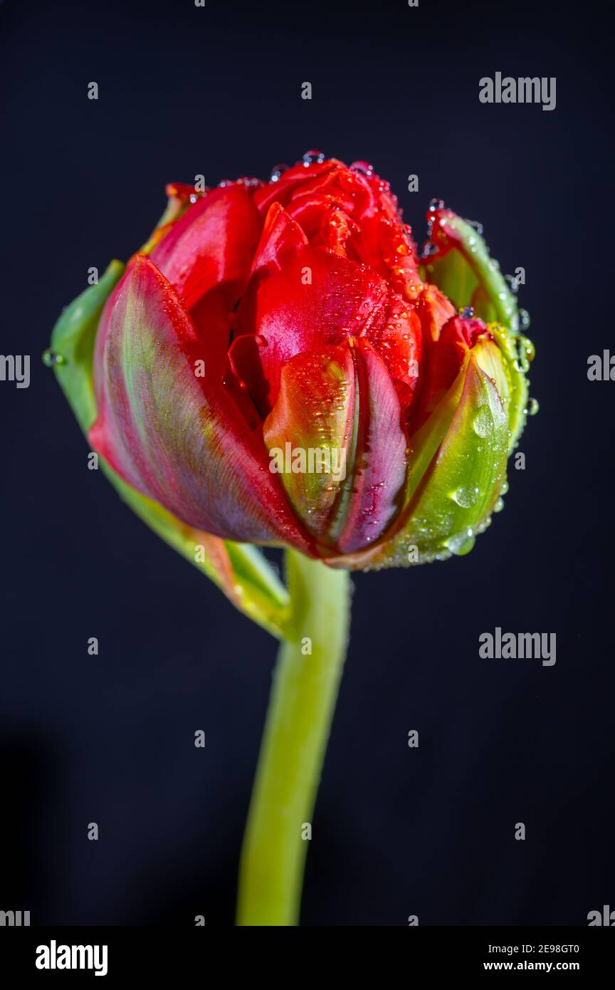 Grande rosso doppio fiore tulipano olandese con gocce d'acqua primo piano su sfondo nero Foto Stock
