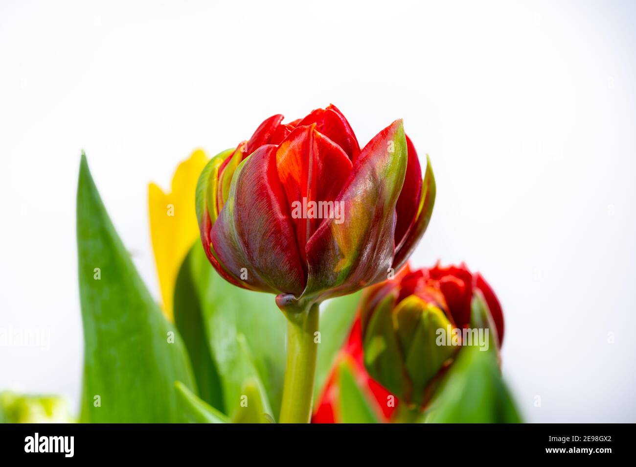 Big rosso doppio fiore tulipano olandese primo piano su bianco sfondo Foto Stock