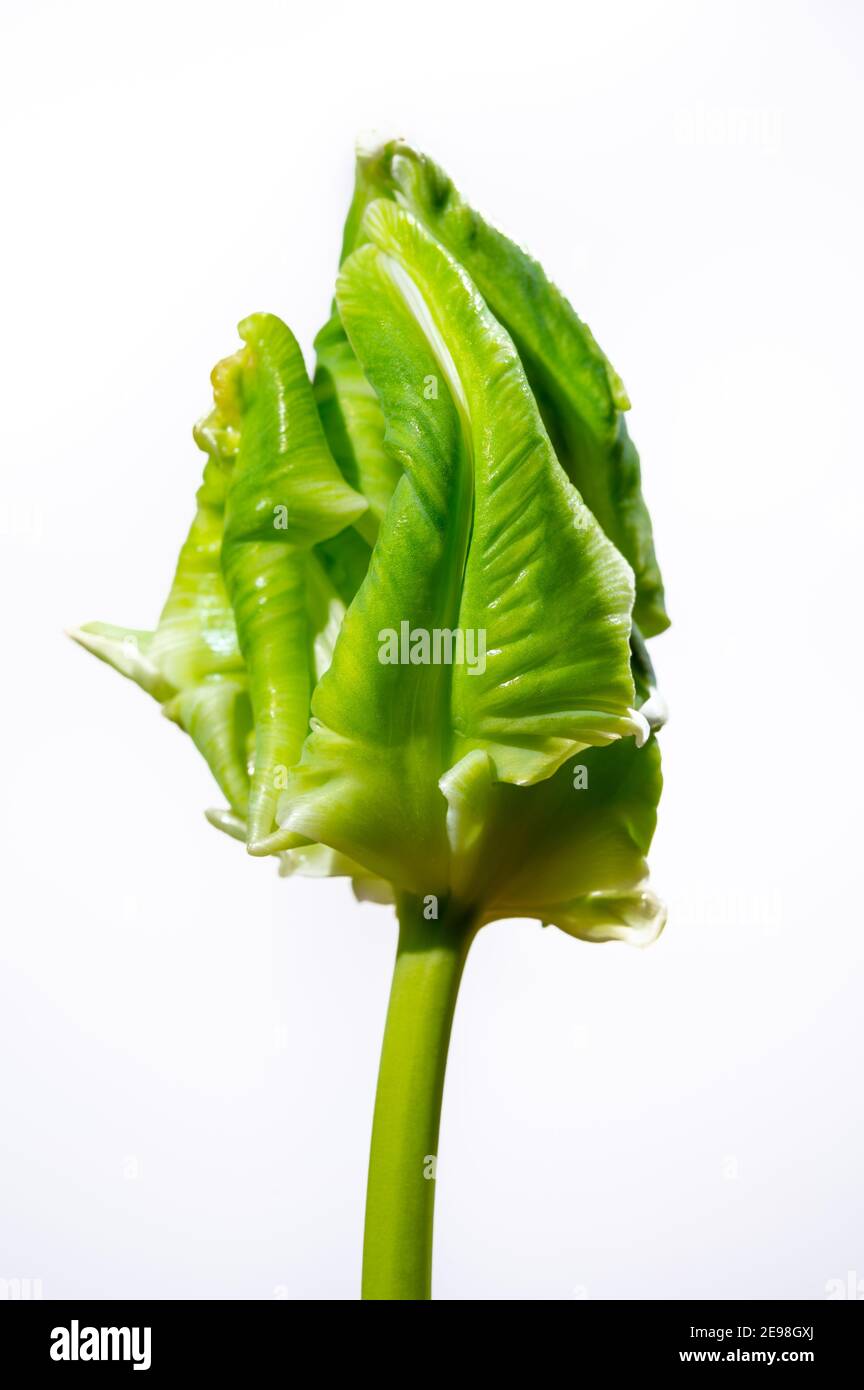 Colorful grande olandese super pappagallo tulipano fiore primo piano su sfondo bianco Foto Stock