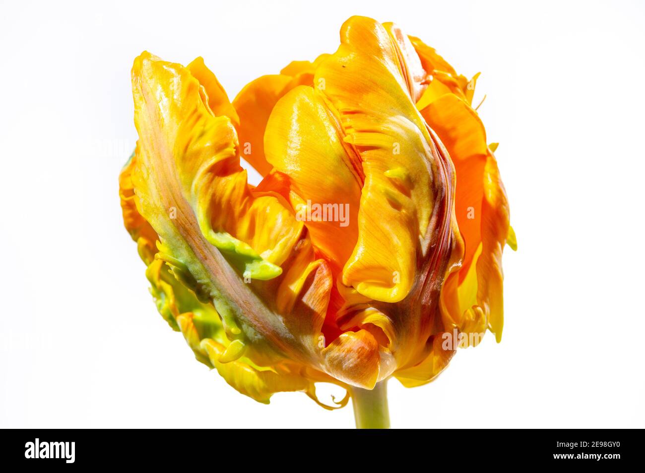 Colorato grande pappagallo olandese tulipano fiore primo piano su bianco sfondo Foto Stock