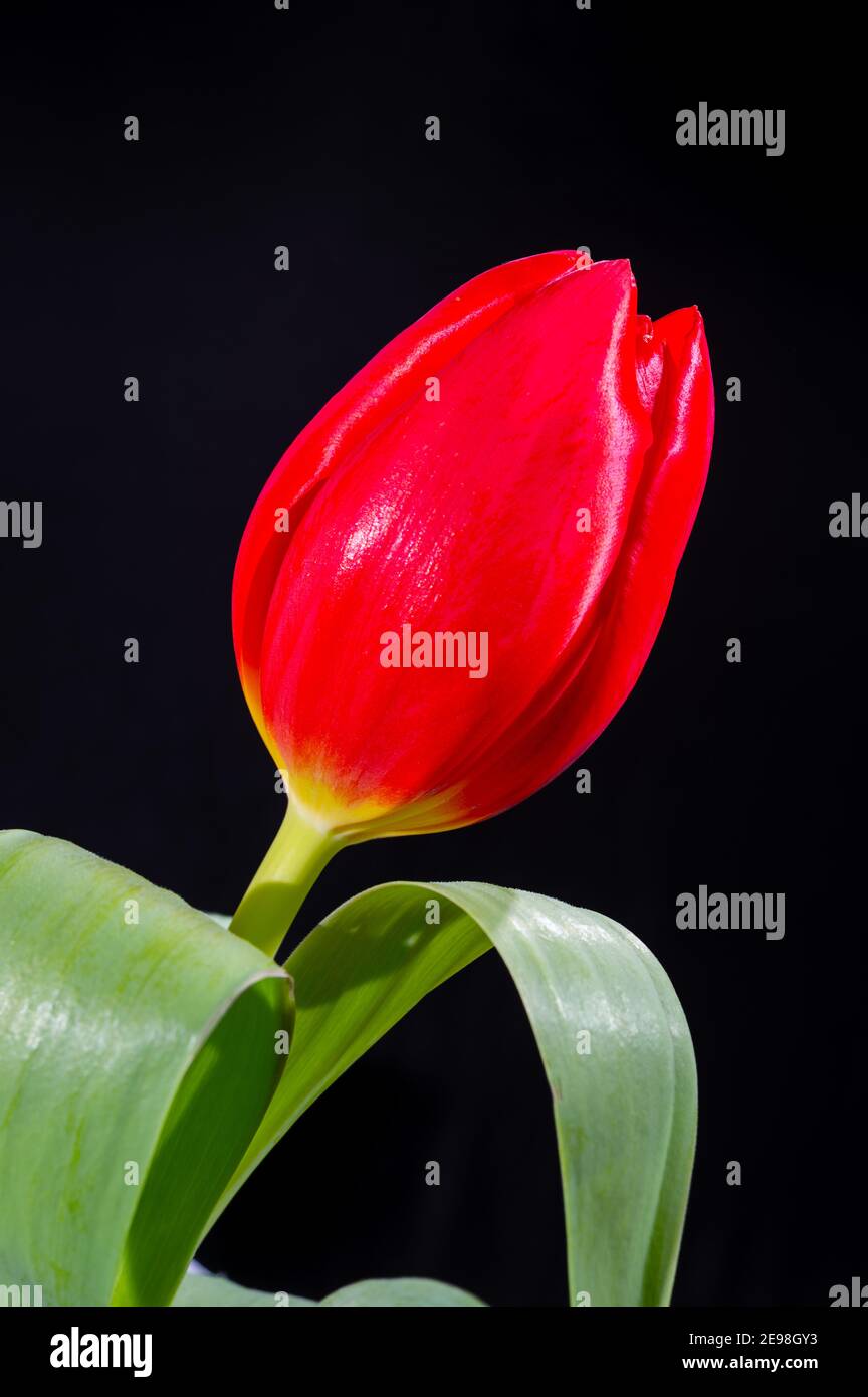 Big rosso olandese fuga tulipano fiore primo piano su nero sfondo Foto Stock