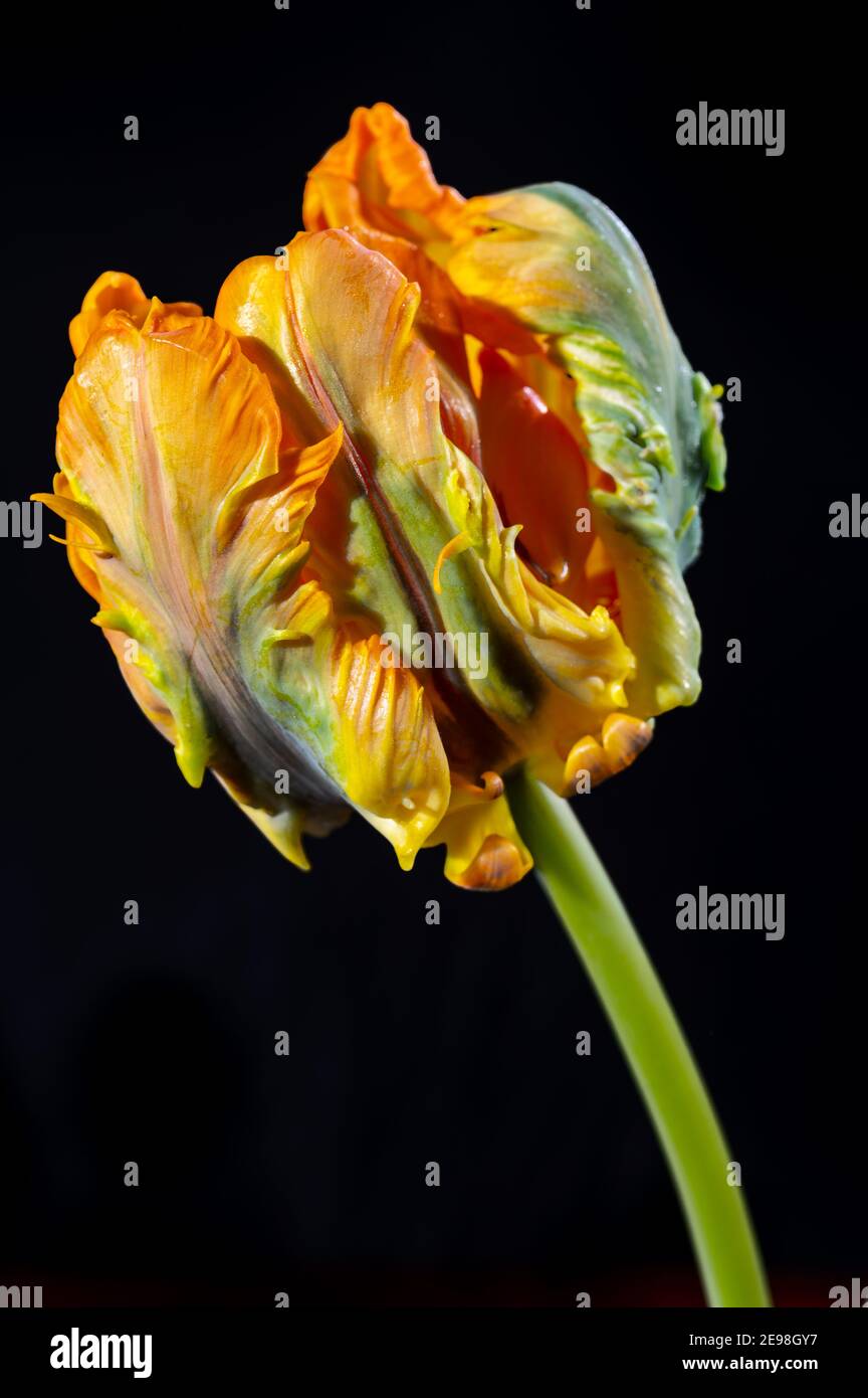 Colorato grande pappagallo olandese tulipano fiore primo piano su nero sfondo Foto Stock