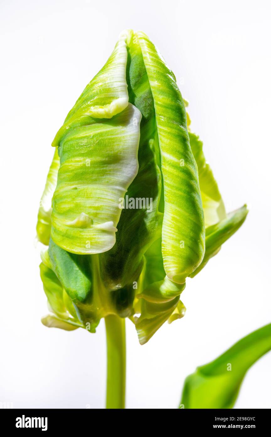 Colorful grande olandese super pappagallo tulipano fiore primo piano su sfondo bianco Foto Stock