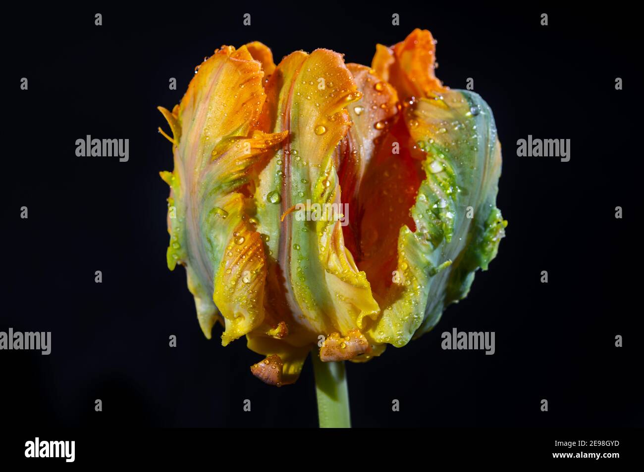 Colorato grande pappagallo olandese tulipano fiore primo piano su nero sfondo Foto Stock