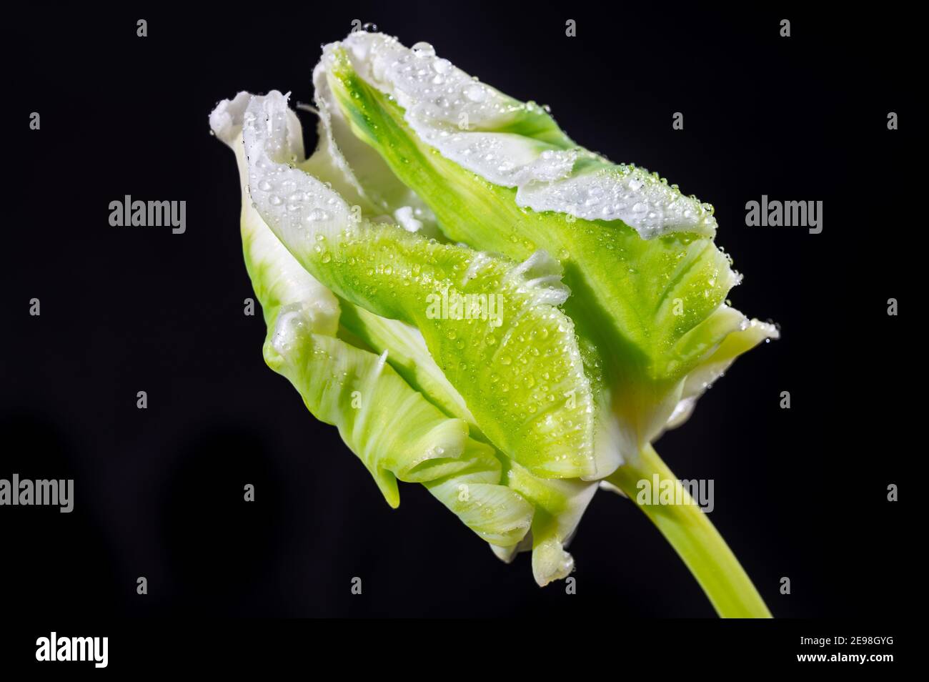 Colorful grande olandese super pappagallo tulipano fiore primo piano su sfondo nero Foto Stock