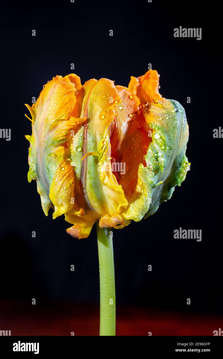Colorato grande pappagallo olandese tulipano fiore primo piano su nero sfondo Foto Stock