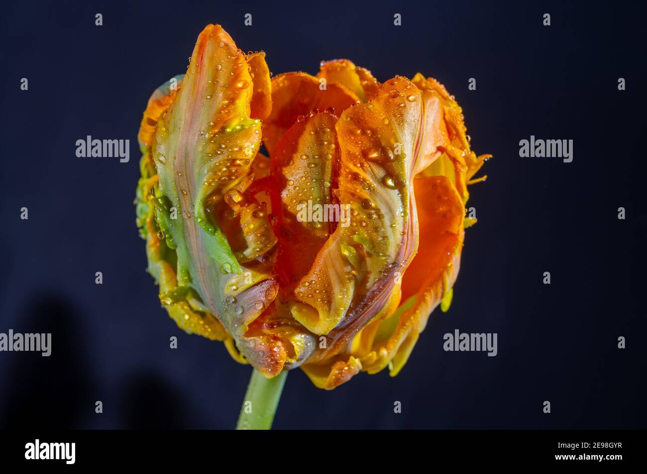 Colorato grande pappagallo olandese tulipano fiore primo piano su nero sfondo Foto Stock