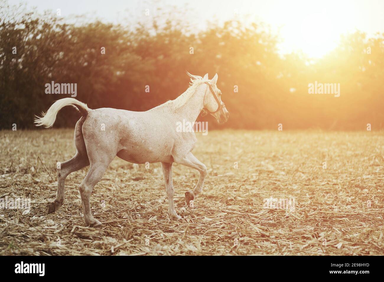 Cavallo grigio che corre sul campo al sole Foto Stock