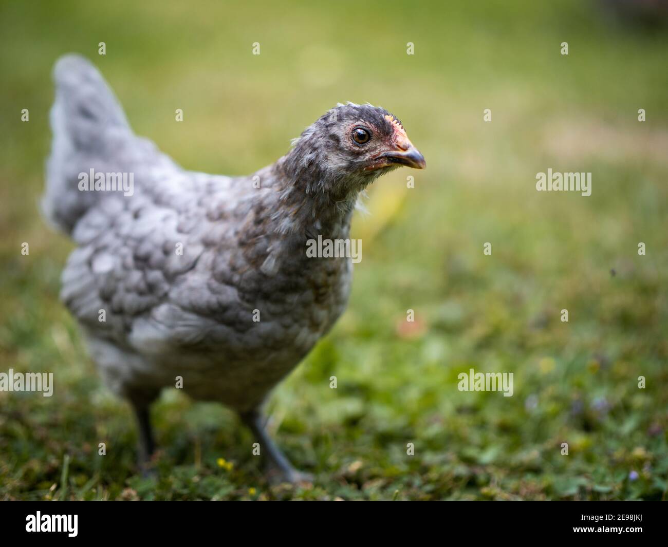 Giovane pollo a piedi e alla ricerca nella scena rurale giardino Foto Stock