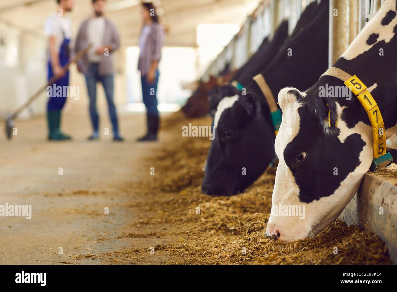 Mucche bianche e nere con numeri che mangiano erba in bancarelle in fattoria Foto Stock