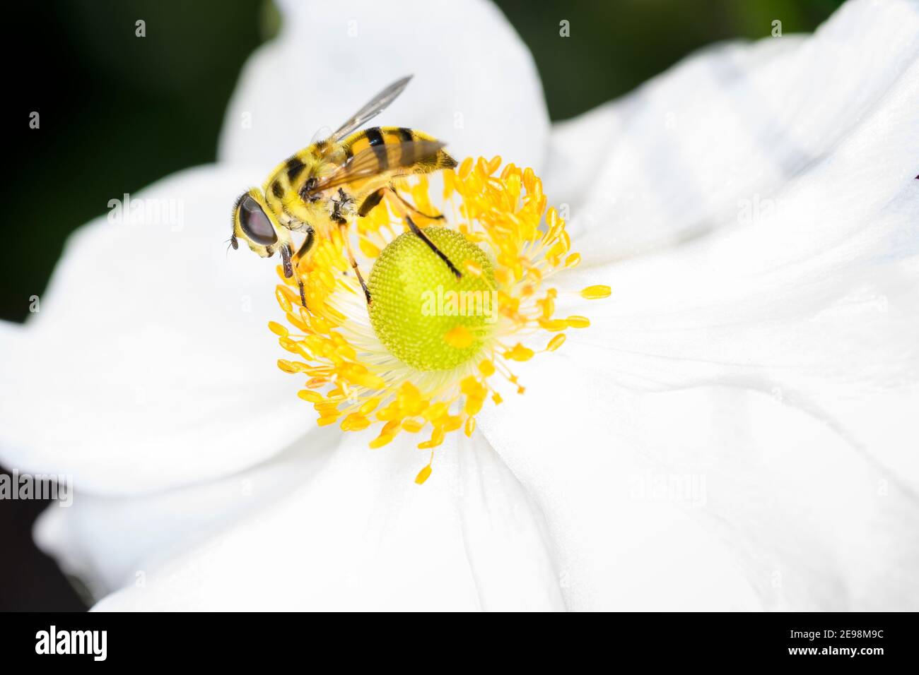 Myathropa florea detta anche mosca di fiori o mosca di sciroppo, riposante su un fiore dell'anemone giapponese di autunno (Anemone hupehensis var.japonica) Foto Stock