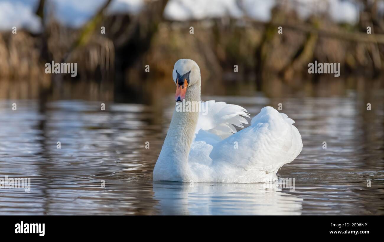 weiß, schön, pit, walten, see, pt, walten, walten, walten, walten, walten, walten, walten, walten Foto Stock