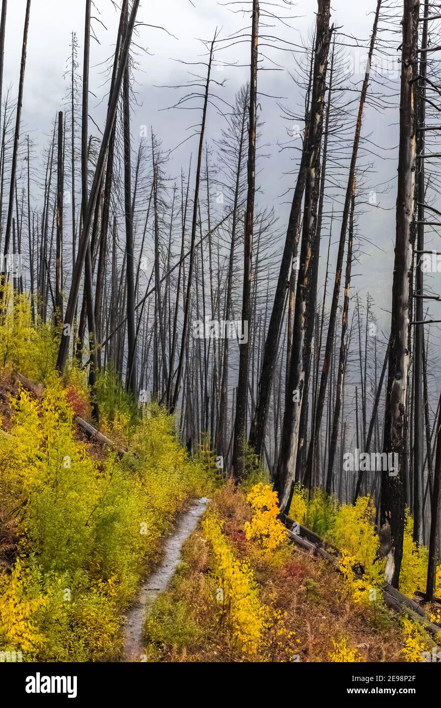 Alberi uccisi dal fuoco lungo il Floe Lake Trail nel Kootenay National Park nelle Canadian Rockies, British Columbia, Canada Foto Stock