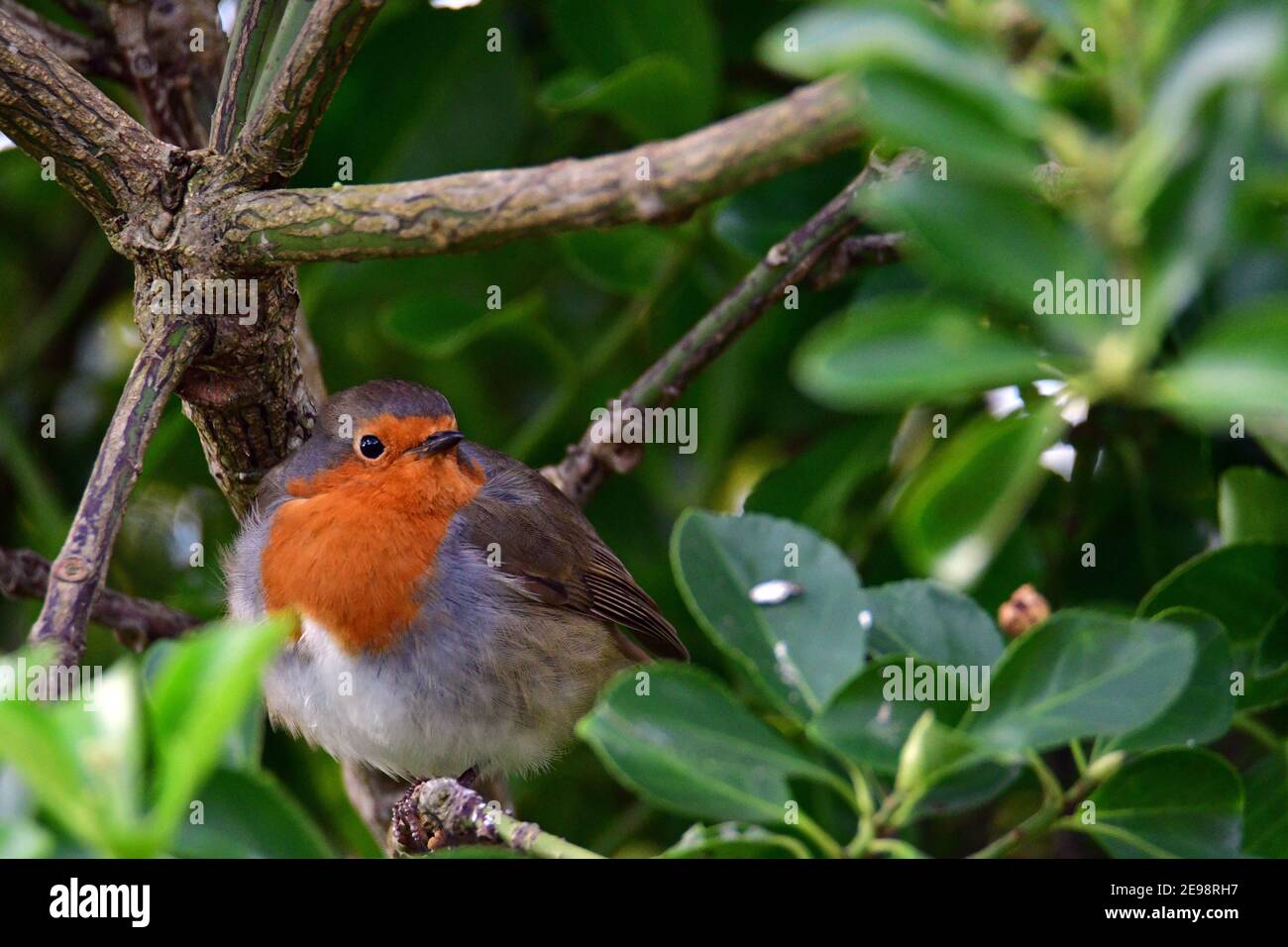 Bristol, Regno Unito. 03 Feb 2021. Regno Unito Meteo. In un pomeriggio mite a Cleeve North Somerset un Robin Redbreast è visto seduto e nascosto in un albero nella giornata di sole. Credito immagine: Robert Timoney/Alamy Live News Foto Stock
