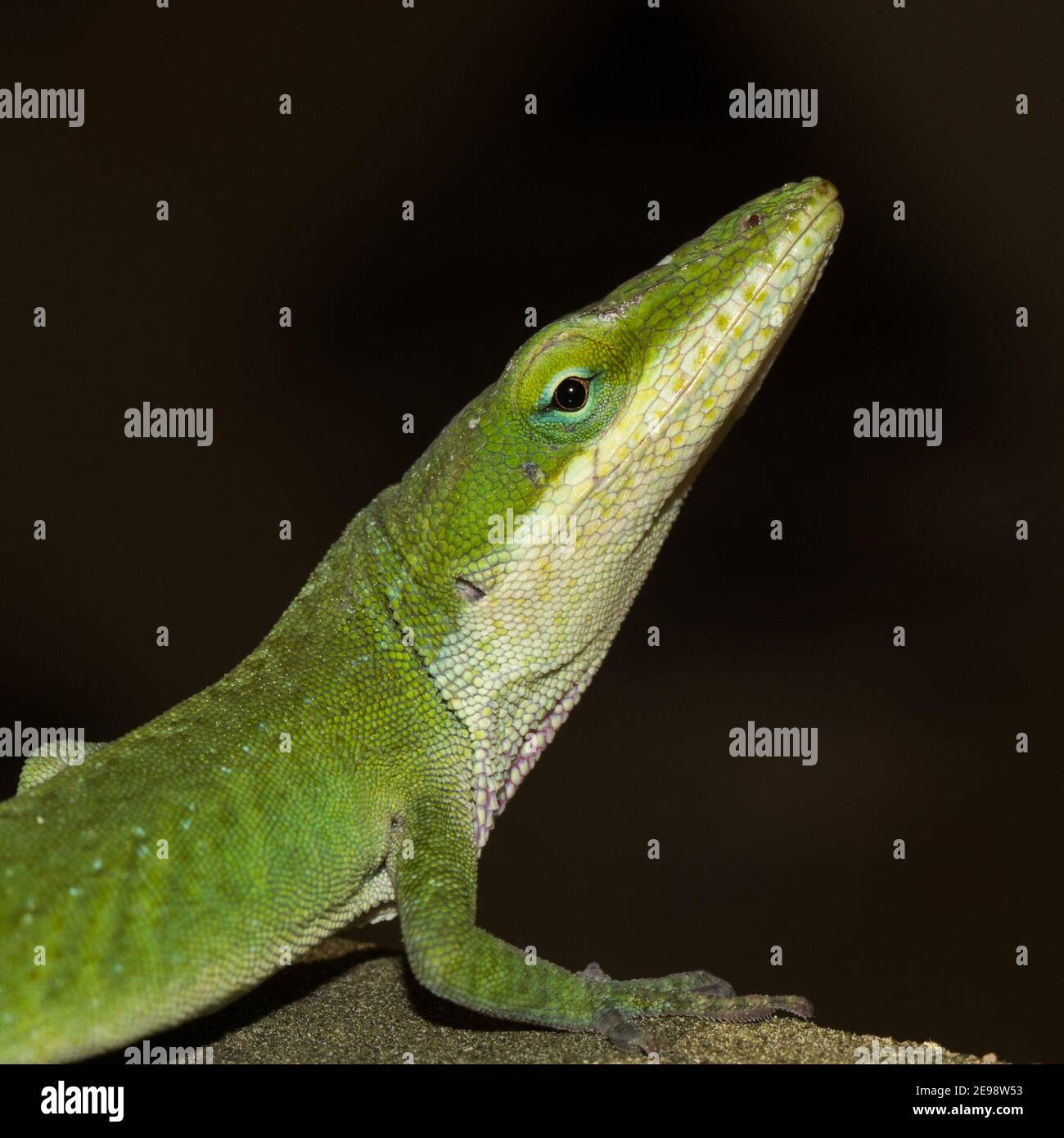 Primo piano di una lucertola verde, Anolis carolinensis. Foto Stock