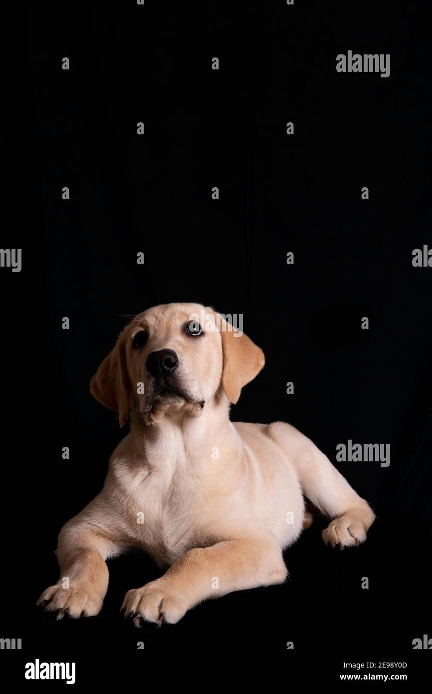 Orgoglioso bambino labrador guardando in su. Con grandi belle orecchie di cane e sfondo nero Foto Stock