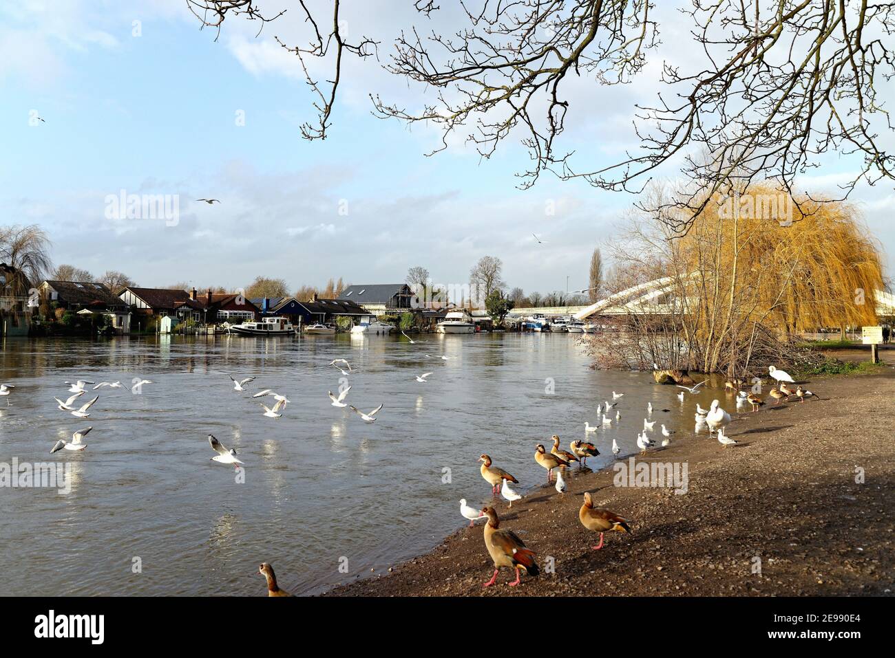Il lungofiume a Walton sul Tamigi con uccelli selvatici sul terrapieno con ponte stradale in background in un giorno d'inverno, Surrey Inghilterra UK Foto Stock