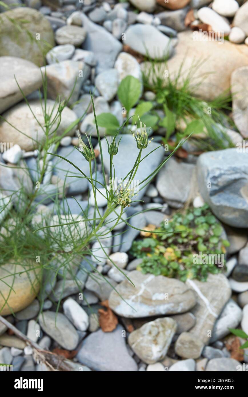 Plantago sempervirens pianta in un letto di fiume Foto Stock