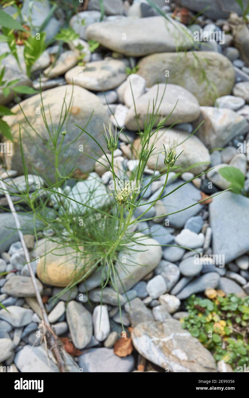 Plantago sempervirens pianta in un letto di fiume Foto Stock