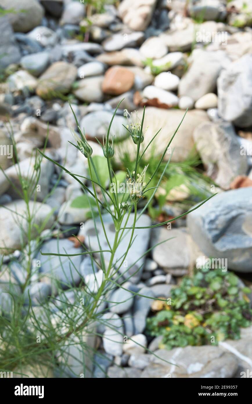 Plantago sempervirens pianta in un letto di fiume Foto Stock