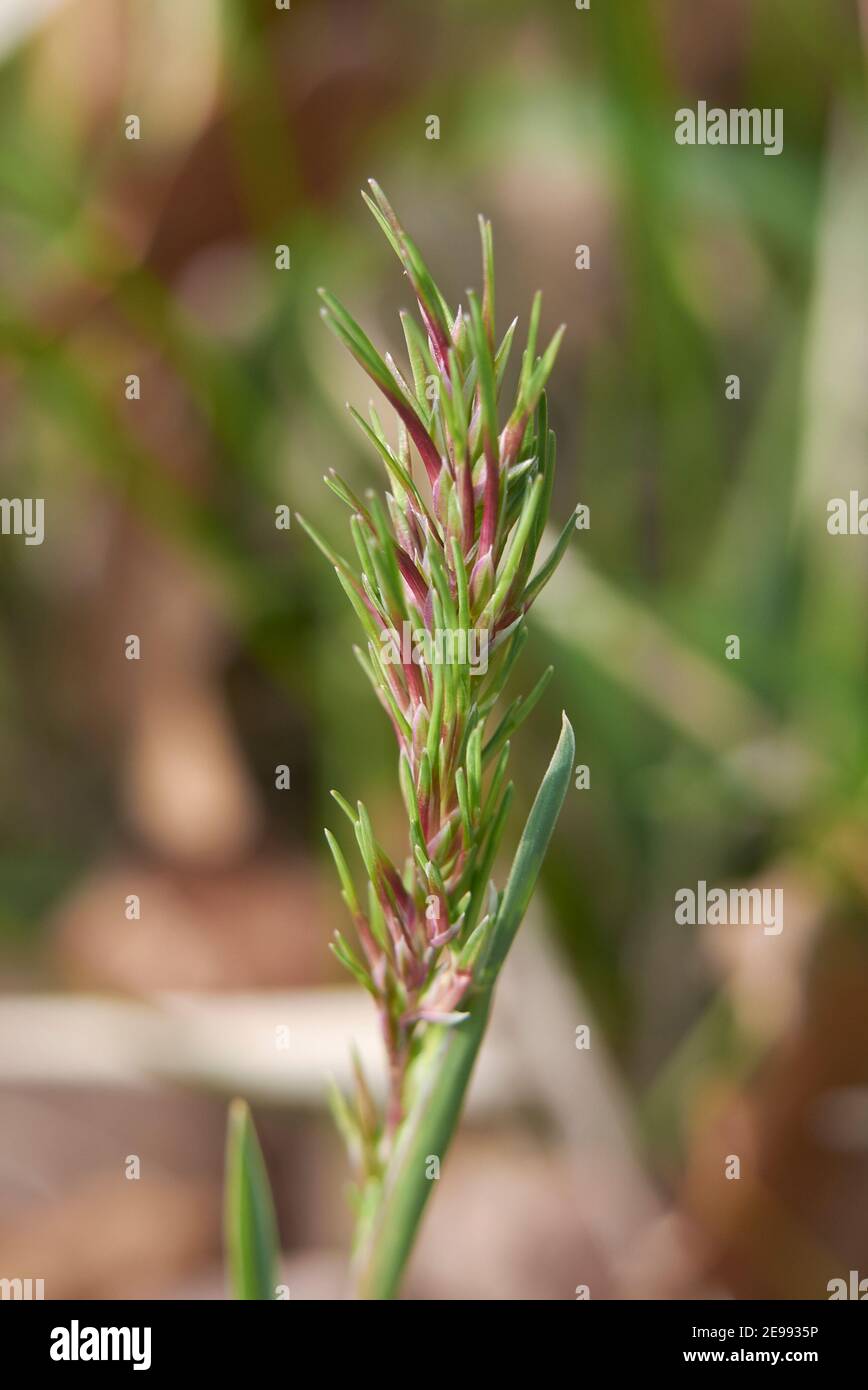 Poa bulbosa orecchio primo piano Foto Stock