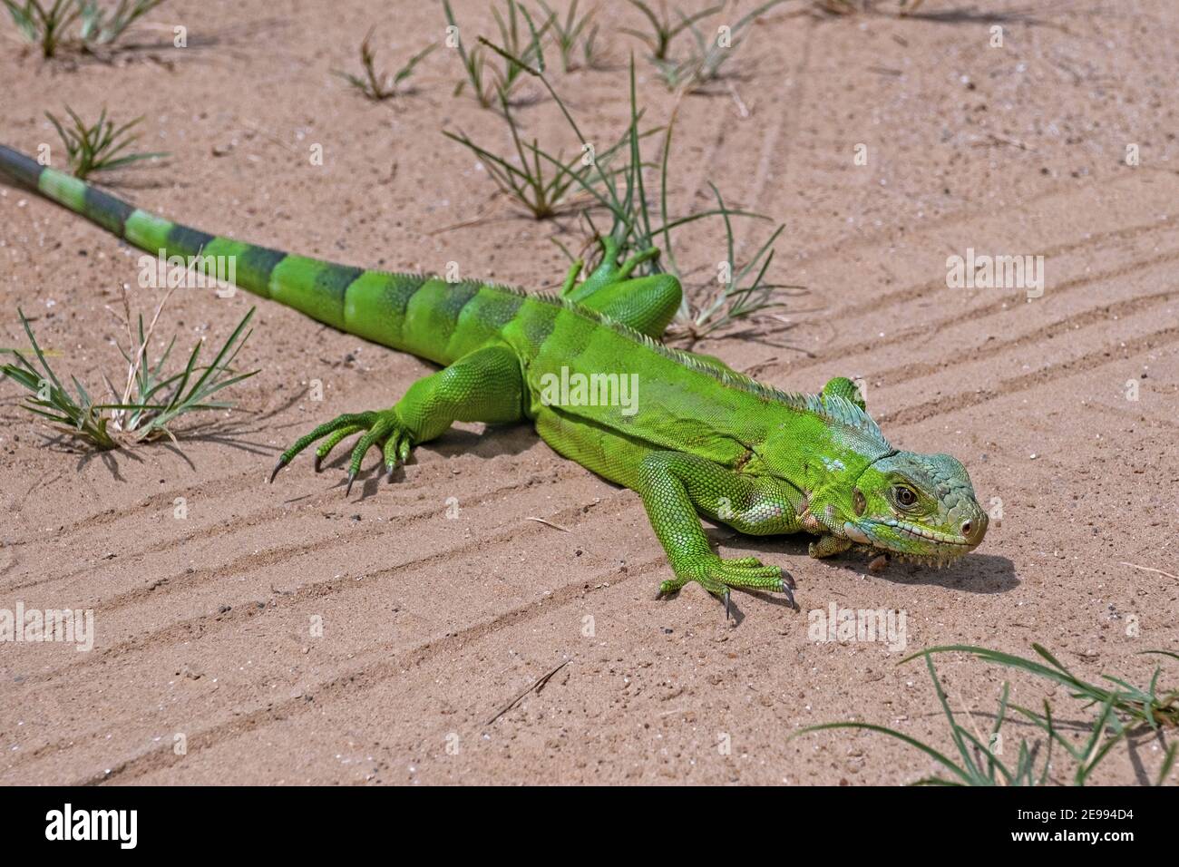 Novellame verde iguana / iguana americana (Iguana iguana) attraversamento del battistrada del pneumatico in sabbia di strada sterrata / dirtrad Foto Stock