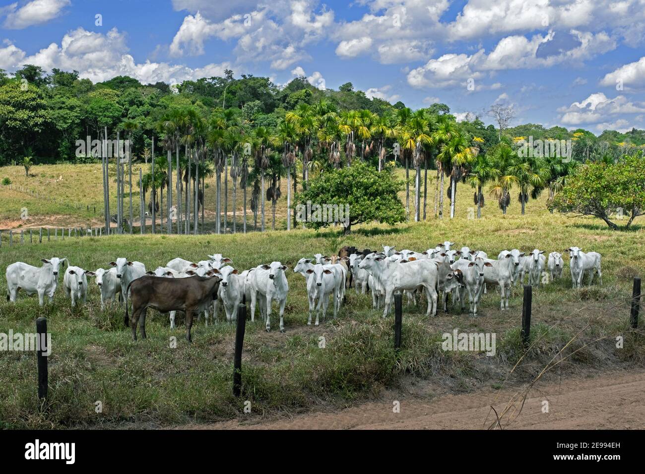 Bestiame zebù in campo nel bacino superiore del Rio delle Amazzoni a Rondônia, Brasile Foto Stock