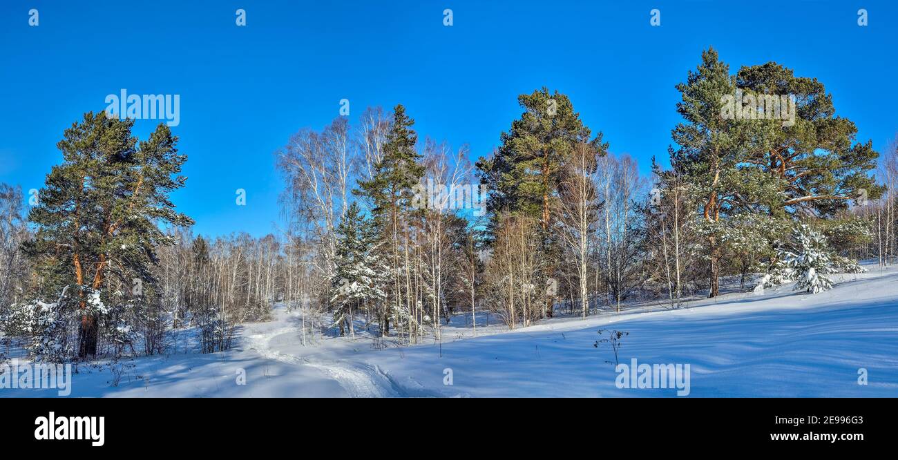 Giornata soleggiata gelata in inverno pineta e betulla - panorama. Sentiero nella neve profonda, luce del sole e ombre blu. Fiaba del paesaggio della foresta invernale - Foto Stock