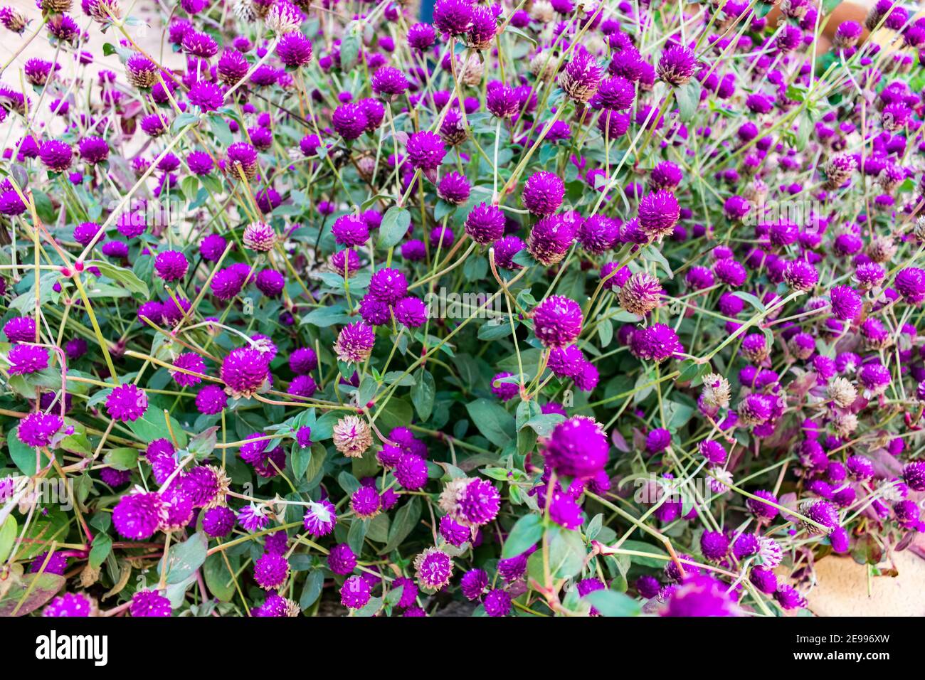 fiore di colore viola con testa arrotondata che sembra impressionante in un giardino rurale del villaggio. Foto Stock