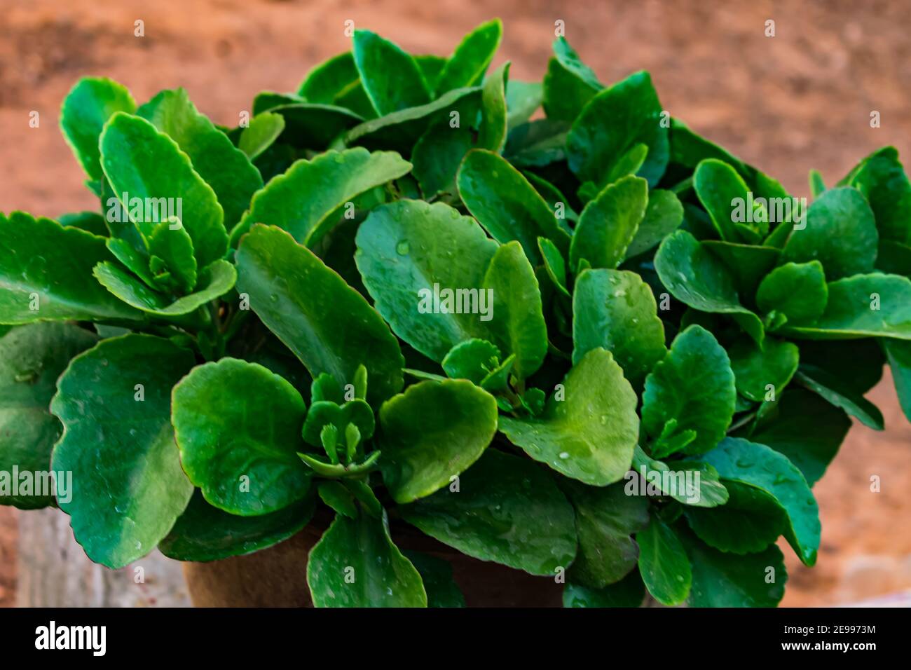 Crassula ovata pianta verde che guarda impressionante nella stagione estiva sera. Foto Stock