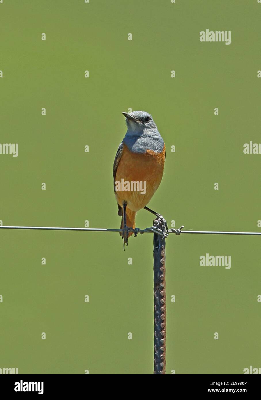 Sentinel Rock-Thrush (esploratore di Monticola) maschio adulto appollaiato sulla recinzione Wakkerstroom, Sudafrica Novembre Foto Stock