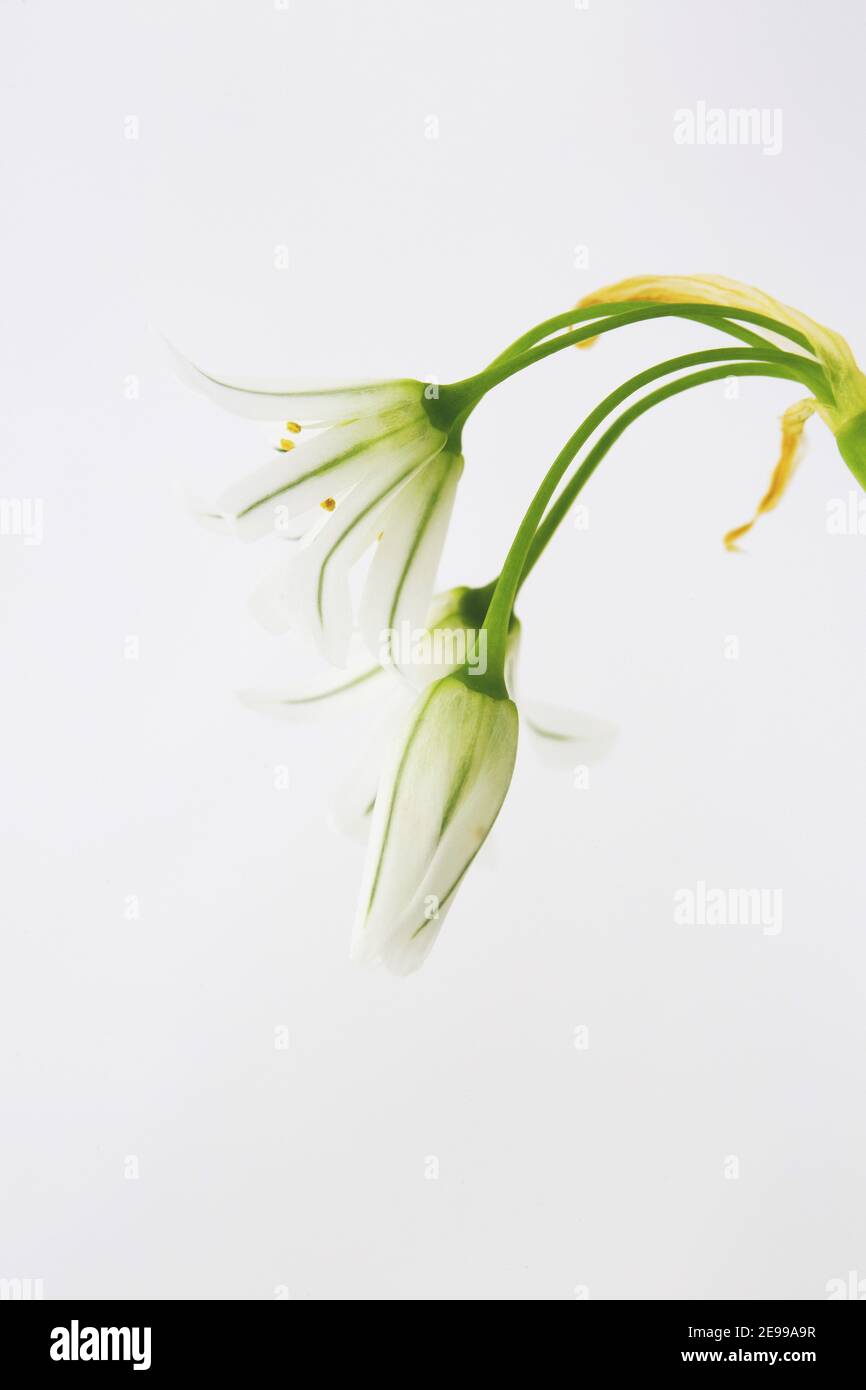 Allium triquetrum, monostrato con fiori delicati. Ramsons o aglio selvatico, naturalizzato in Gran Bretagna, gambi singoli, fiori bianchi e verdi squisiti Foto Stock