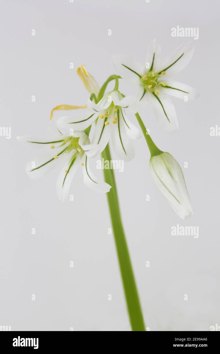 Allium triquetrum, monostrato con fiori delicati. Ramsons o aglio selvatico, naturalizzato in Gran Bretagna, gambi singoli, fiori bianchi e verdi squisiti Foto Stock